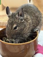 Junger Degu, männlich, agouti
