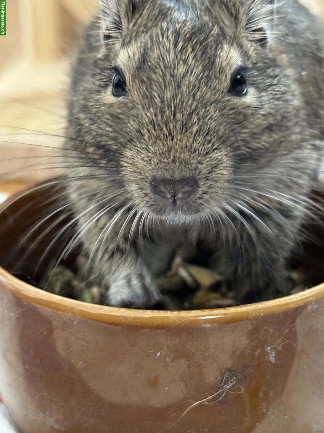 Bild 2: Junger Degu, männlich, agouti