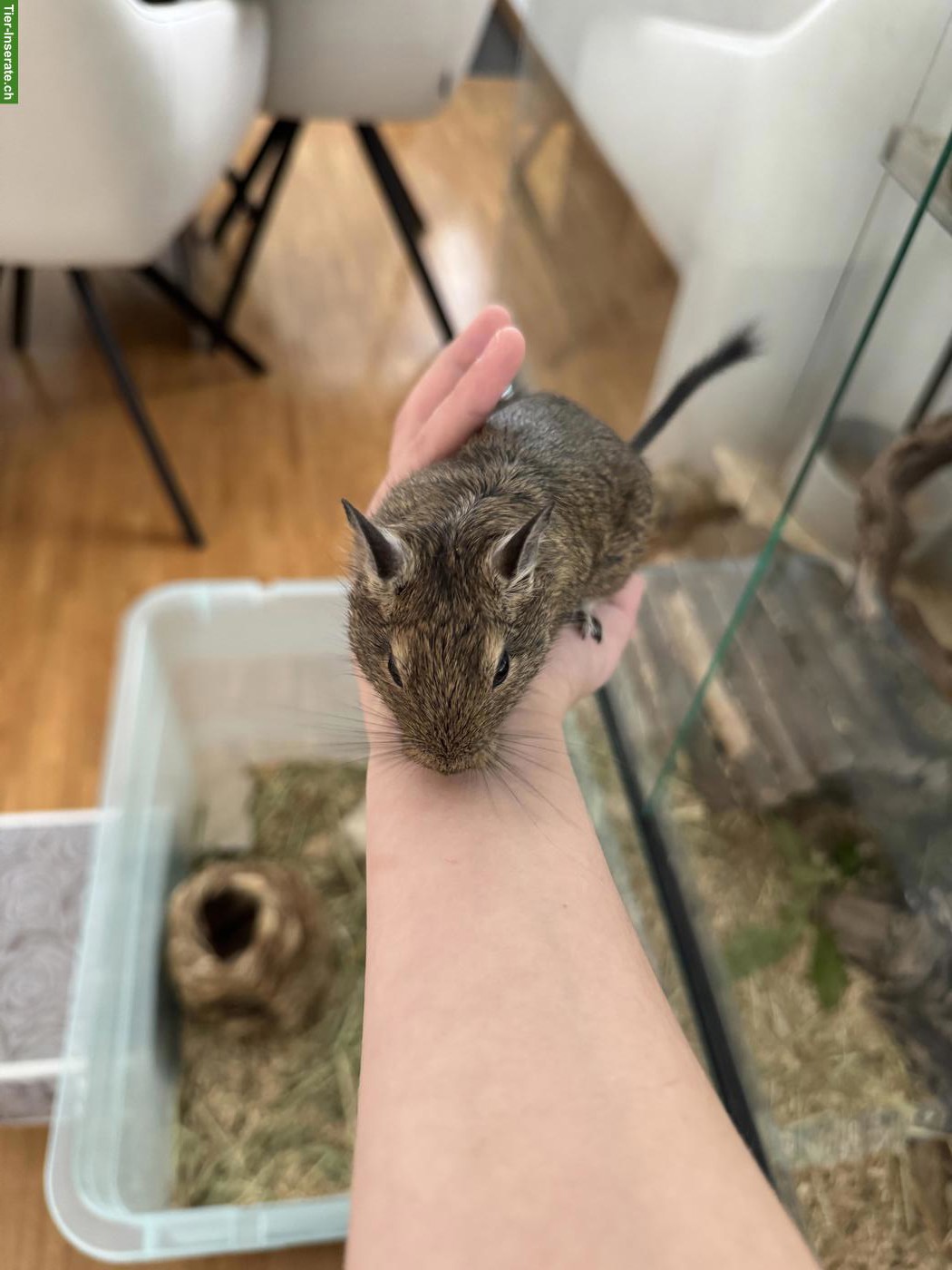 Bild 3: Junger Degu, männlich, agouti