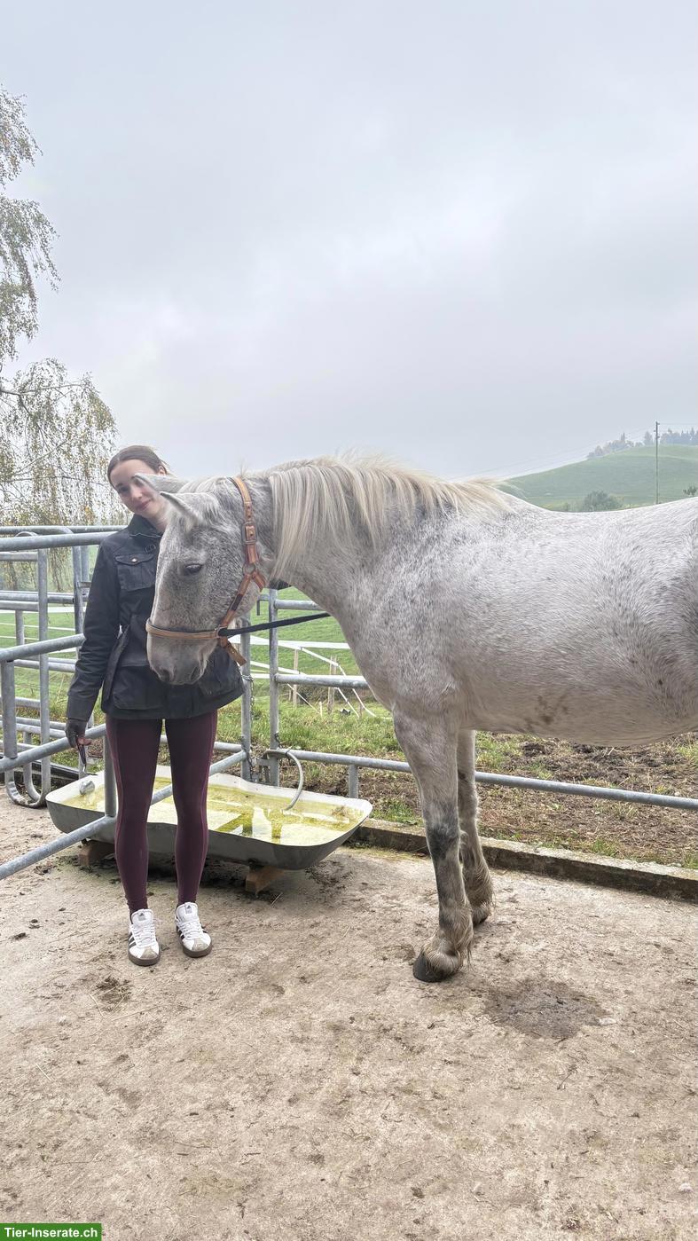 Bild 2: Biete zuverlässige Ferienbetreuung für Ihr Pferd