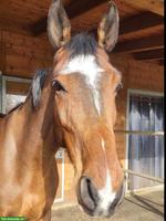 Reitbeteiligung für deutsches Sportpferd in Gossau ZH