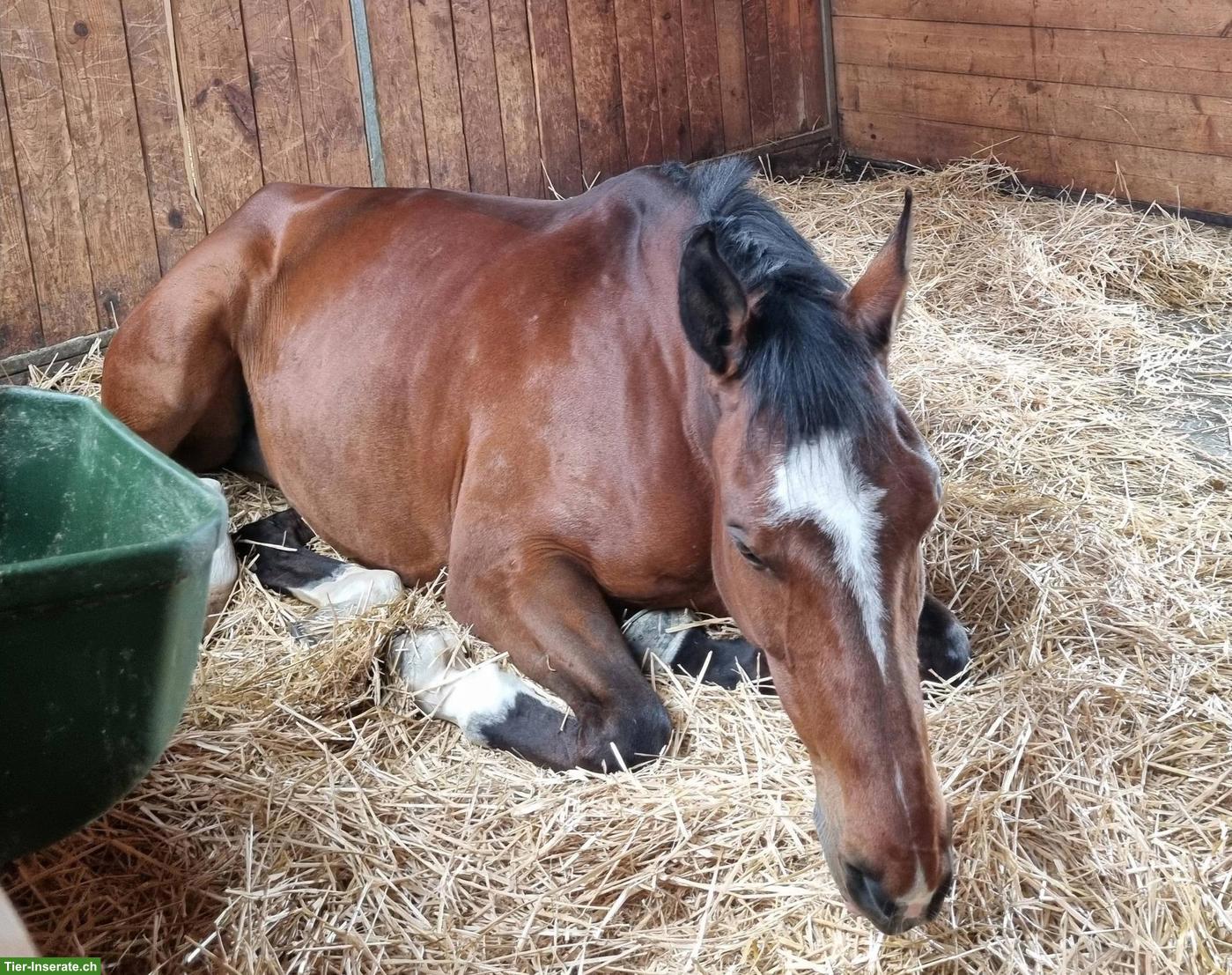 Bild 2: Reitbeteiligung für deutsches Sportpferd in Gossau ZH