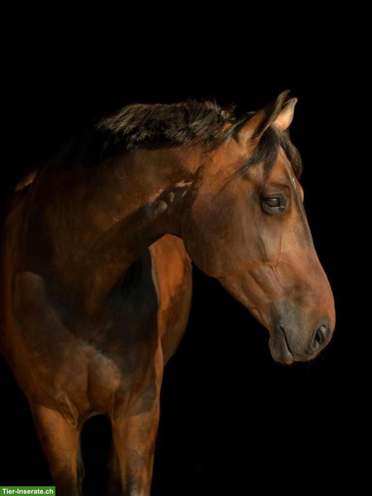 Reitbeteiligung für grosses Voltigierpferd in Gossau ZH