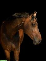 Reitbeteiligung für grosses Voltigierpferd in Gossau ZH