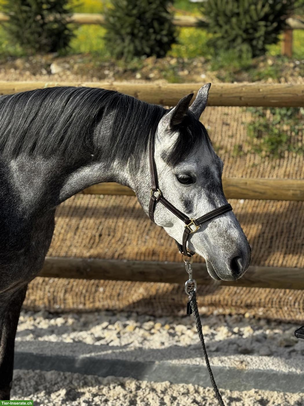 Wunderschöne Welsh Stute, 1.35cm