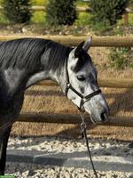 Wunderschöne Welsh Stute, 1.35cm