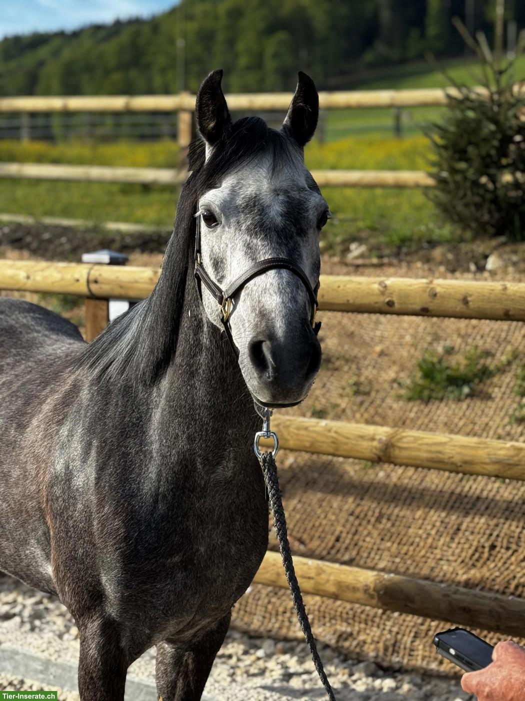 Bild 2: Wunderschöne Welsh Stute, 1.35cm