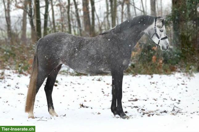 Bild 3: Wunderschöne Welsh Stute, 1.35cm