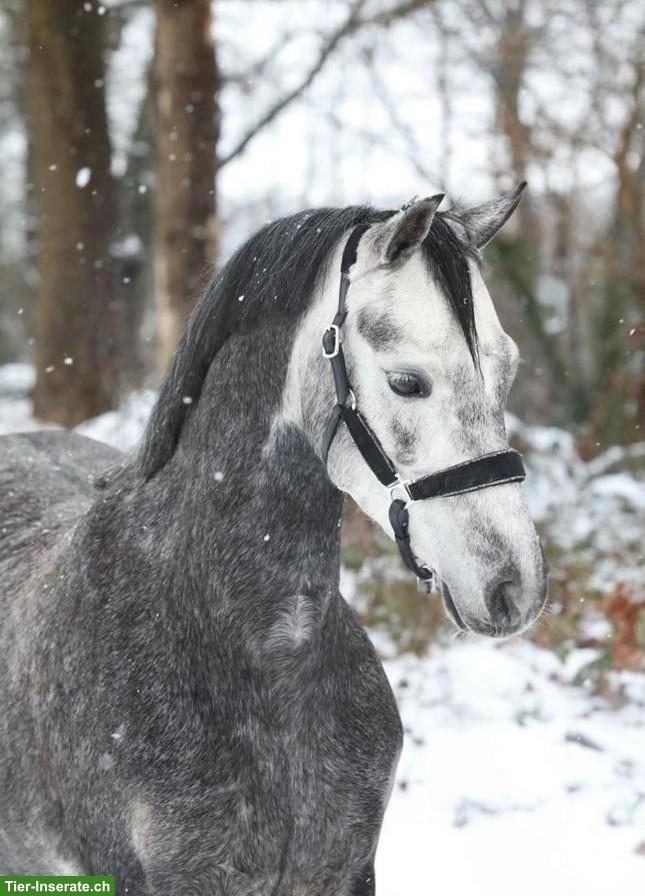 Bild 4: Wunderschöne Welsh Stute, 1.35cm
