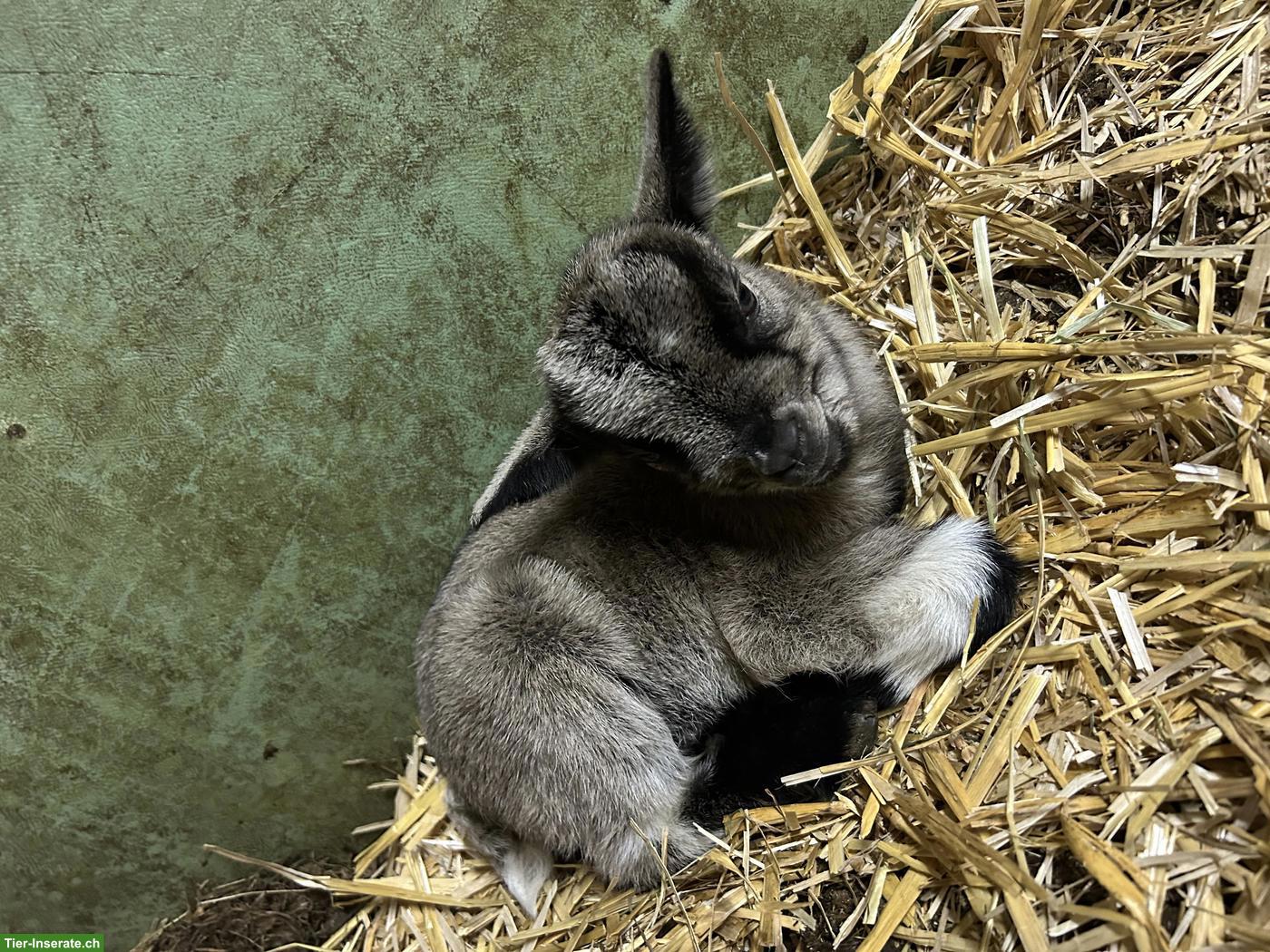Junger Zwergziegen Bock