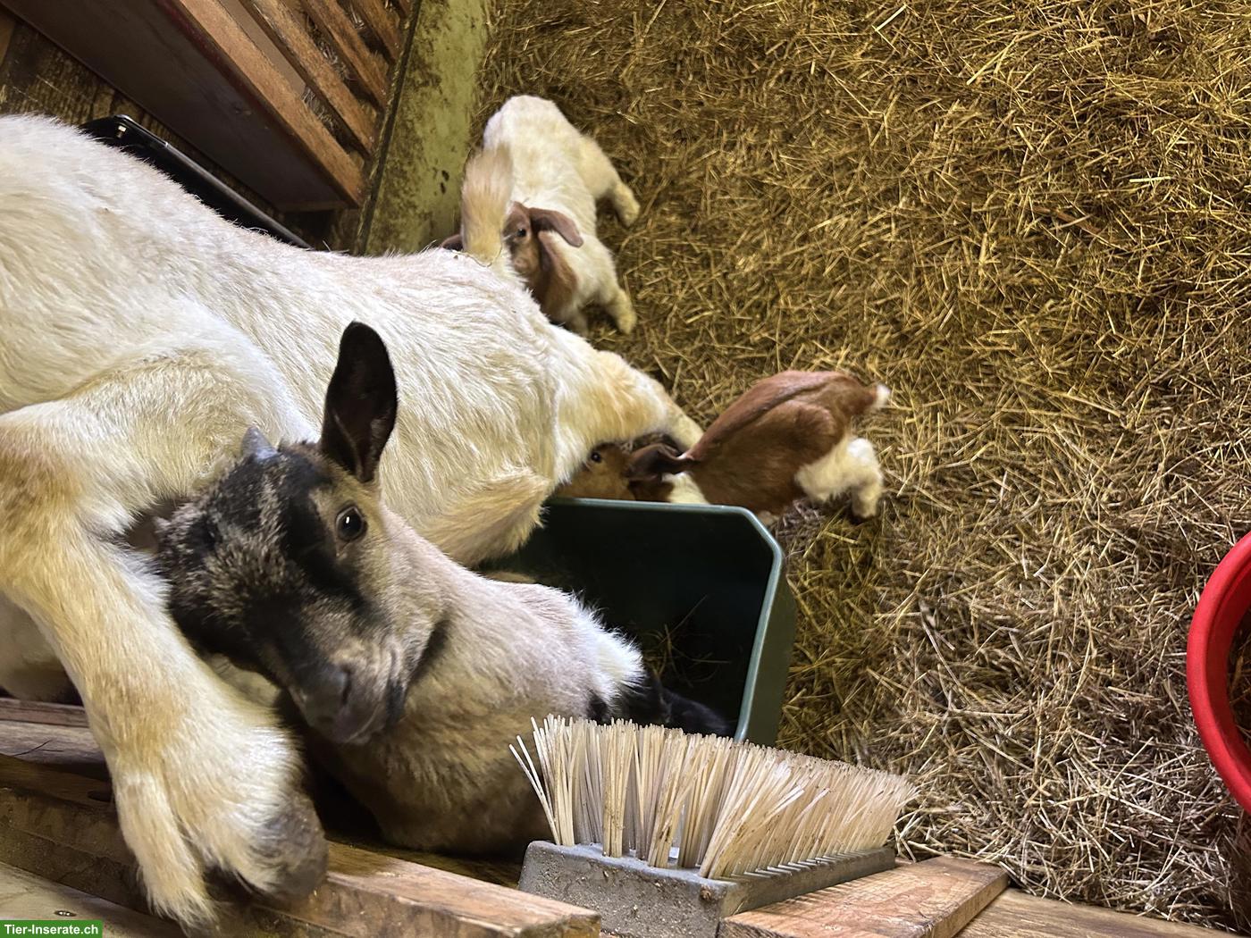Bild 2: Junger Zwergziegen Bock