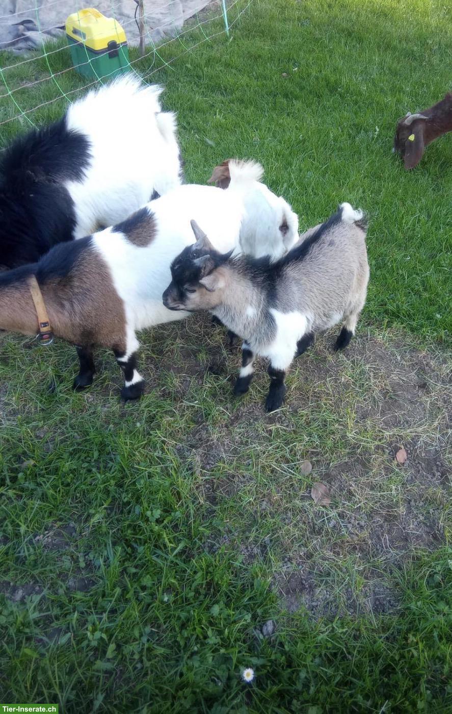 Bild 3: Junger Zwergziegen Bock