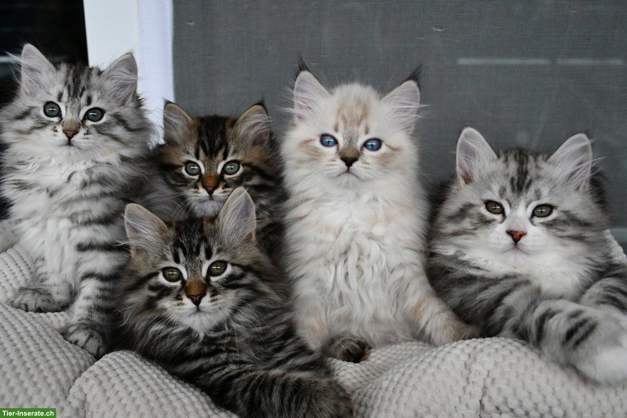 Sibirische Katzenbabys mit Stammbaum