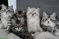 Sibirische Katzenbabys mit Stammbaum