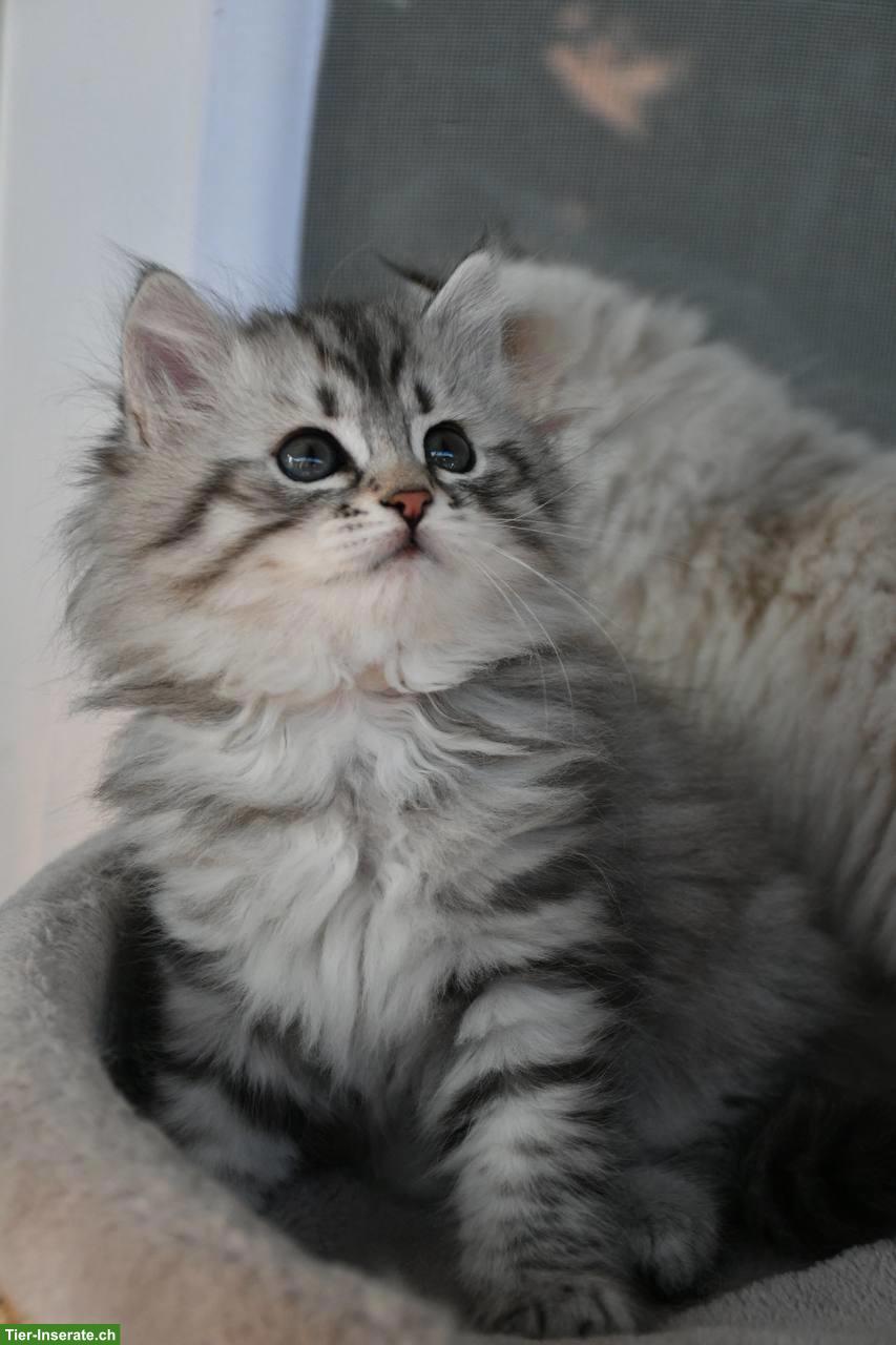 Bild 2: Sibirische Katzenbabys mit Stammbaum