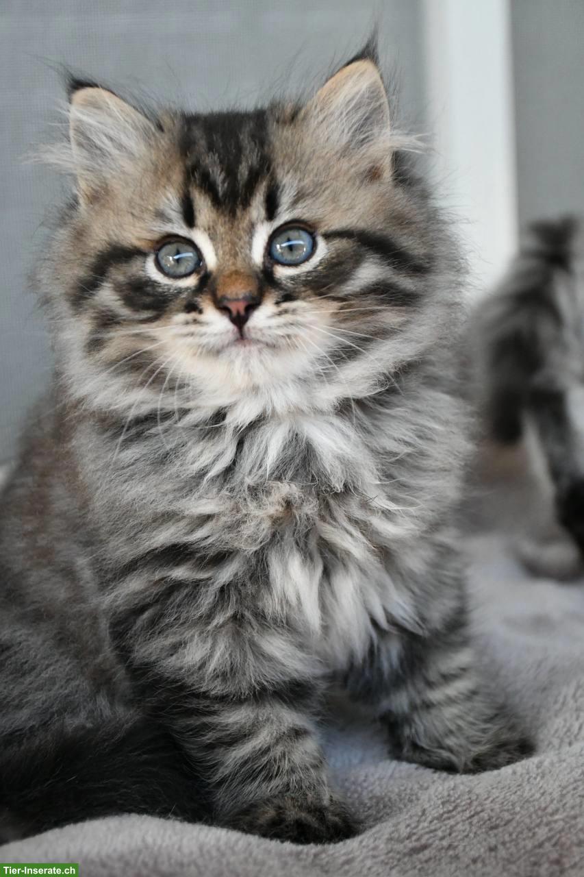 Bild 3: Sibirische Katzenbabys mit Stammbaum