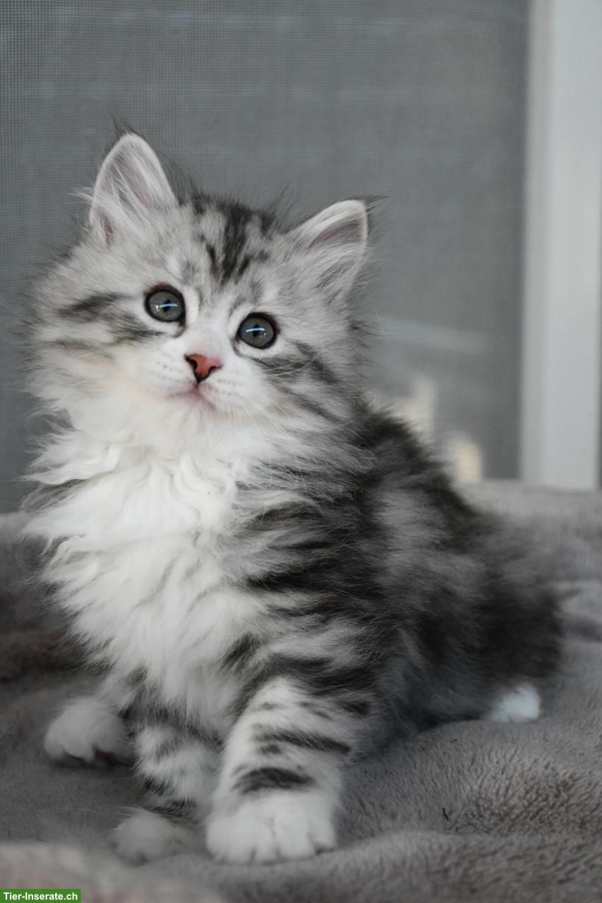 Bild 4: Sibirische Katzenbabys mit Stammbaum