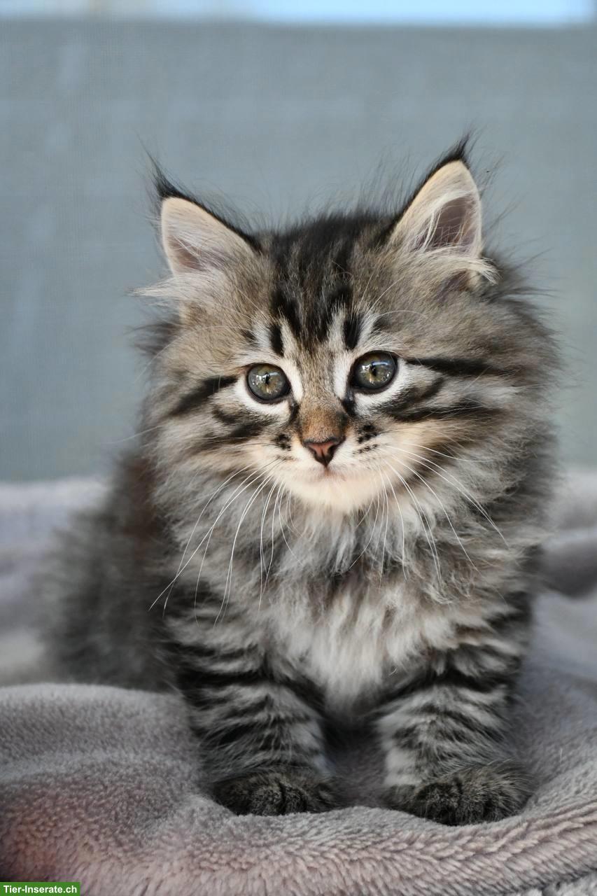 Bild 5: Sibirische Katzenbabys mit Stammbaum