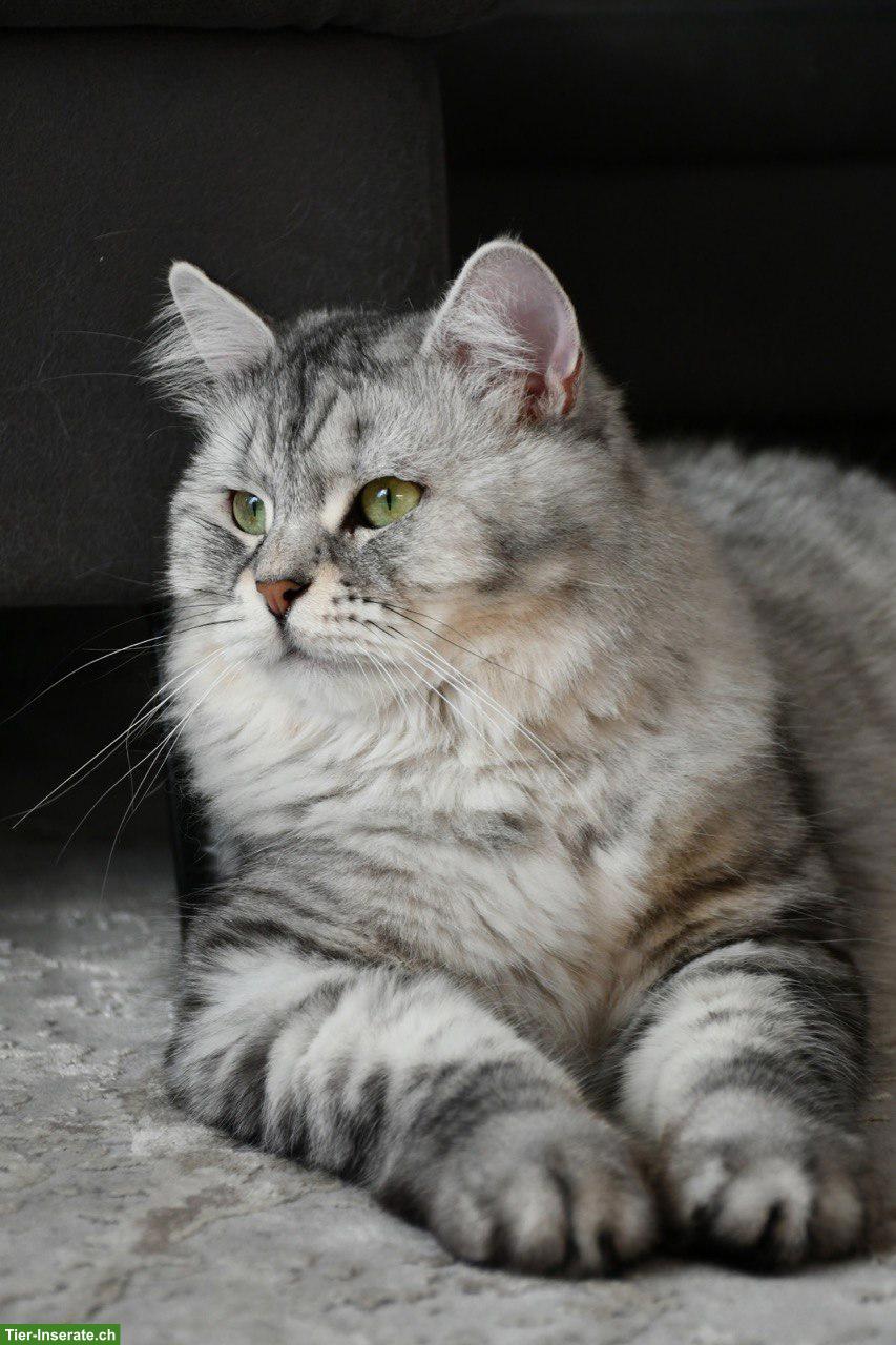 Bild 6: Sibirische Katzenbabys mit Stammbaum