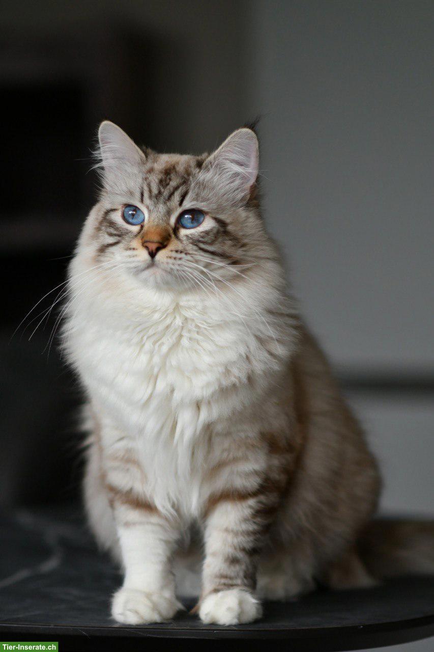 Bild 7: Sibirische Katzenbabys mit Stammbaum