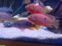 Rubricatochromis lifalili gratis abzugeben