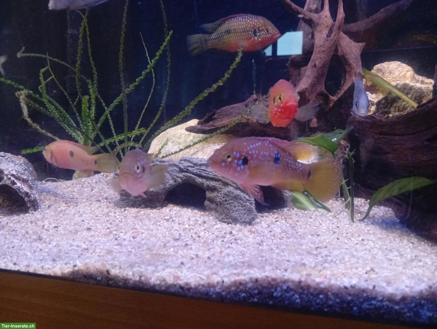 Bild 2: Rubricatochromis lifalili gratis abzugeben