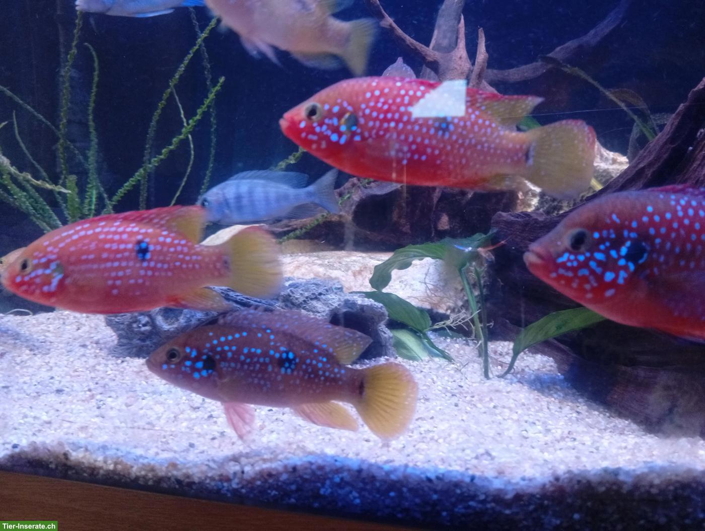Bild 3: Rubricatochromis lifalili gratis abzugeben