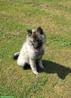 Wolfsspitz Rüden zu verkaufen