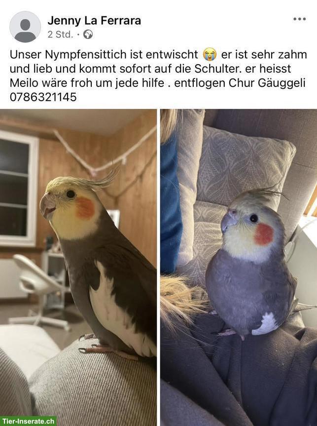 Nymphensittich entflogen in Chur - Gäuggeli