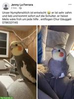 Nymphensittich entflogen in Chur - Gäuggeli