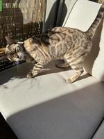 Luna, eine 9-jährige Bengal Katze sucht neues Zuhause
