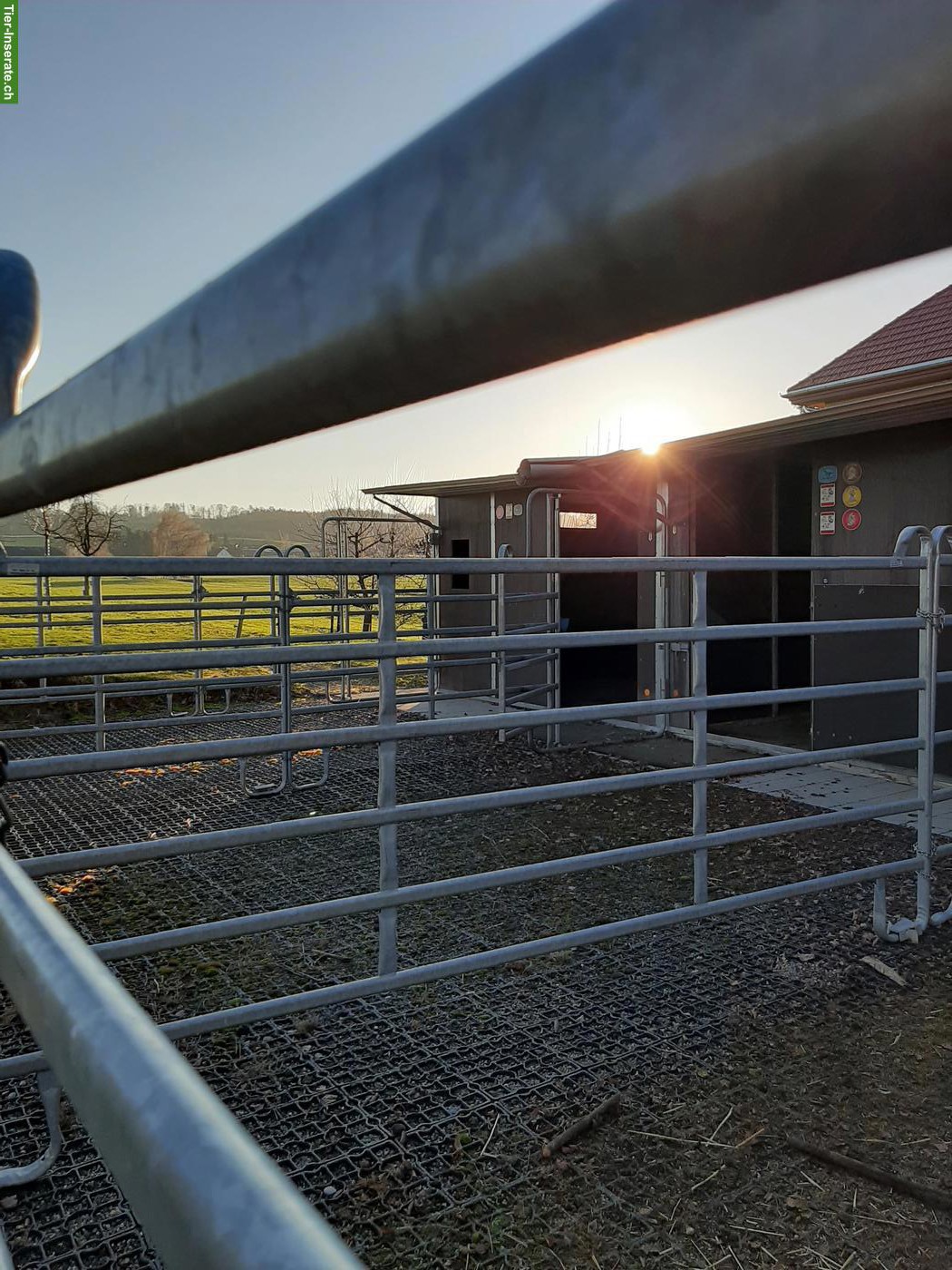 Bild 2: 1-2 Pferdeboxen zu vermieten in Amriswil TG
