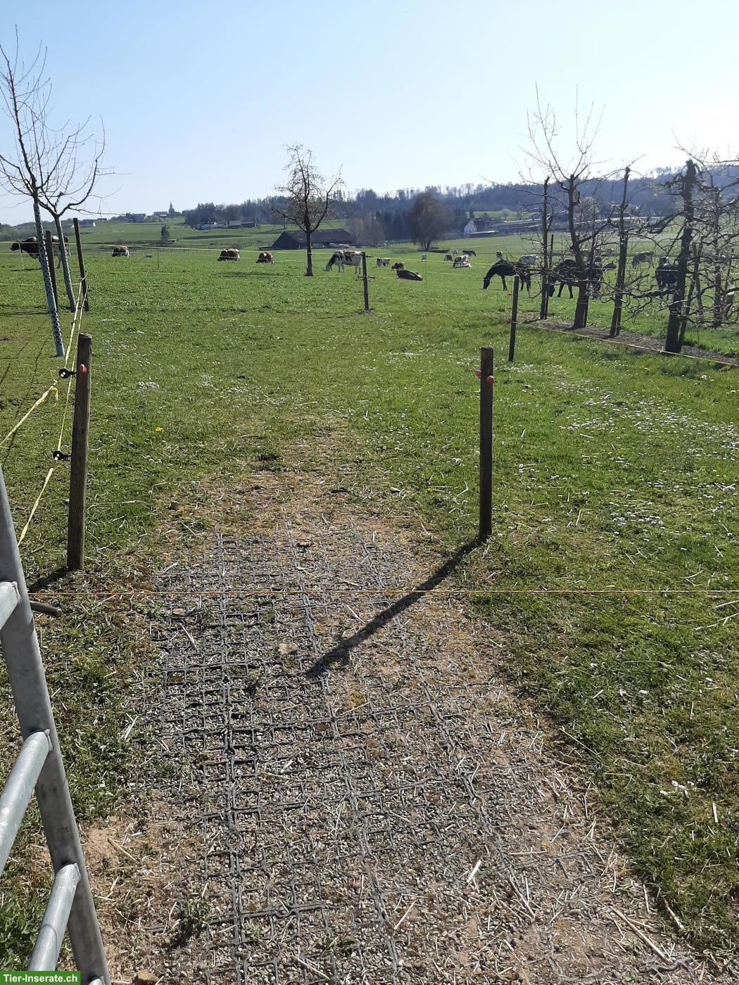 Bild 3: 1-2 Pferdeboxen zu vermieten in Amriswil TG