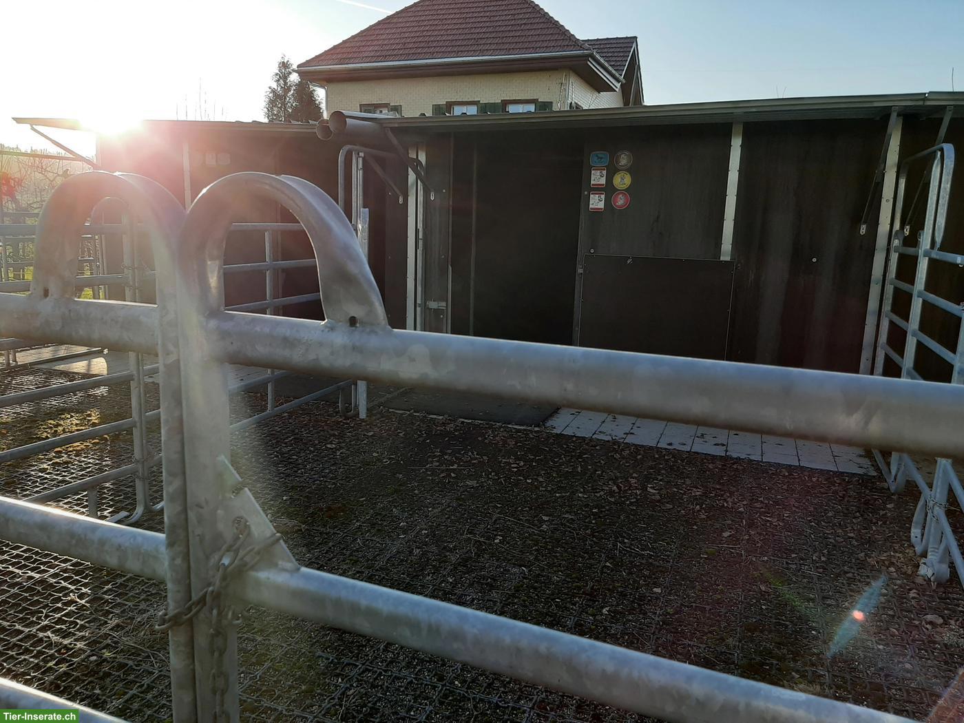 Bild 4: 1-2 Pferdeboxen zu vermieten in Amriswil TG