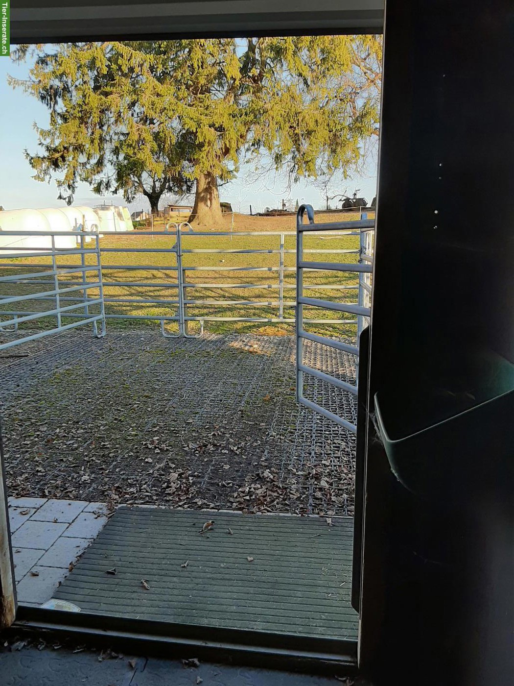 Bild 5: 1-2 Pferdeboxen zu vermieten in Amriswil TG