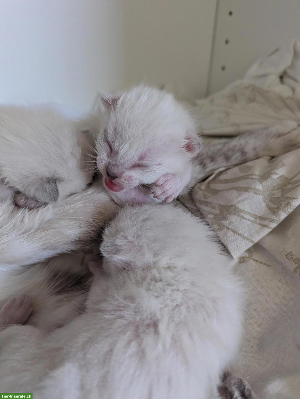 Siam Kitten suchen neues Zuhause mit Freigang