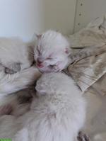 Siam Kitten suchen neues Zuhause mit Freigang