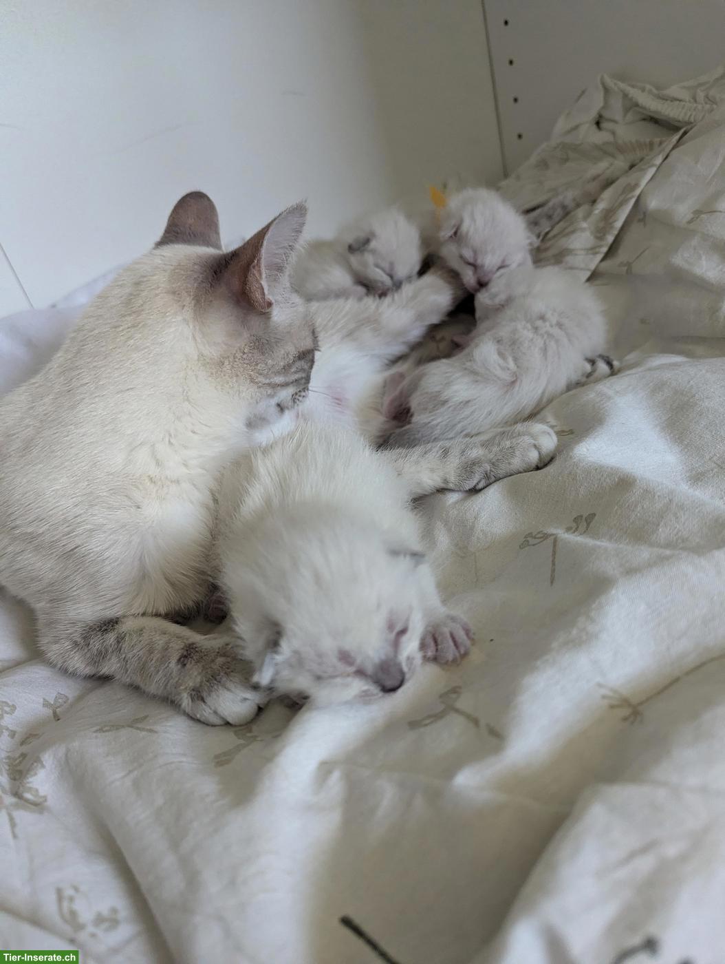 Bild 2: Siam Kitten suchen neues Zuhause mit Freigang