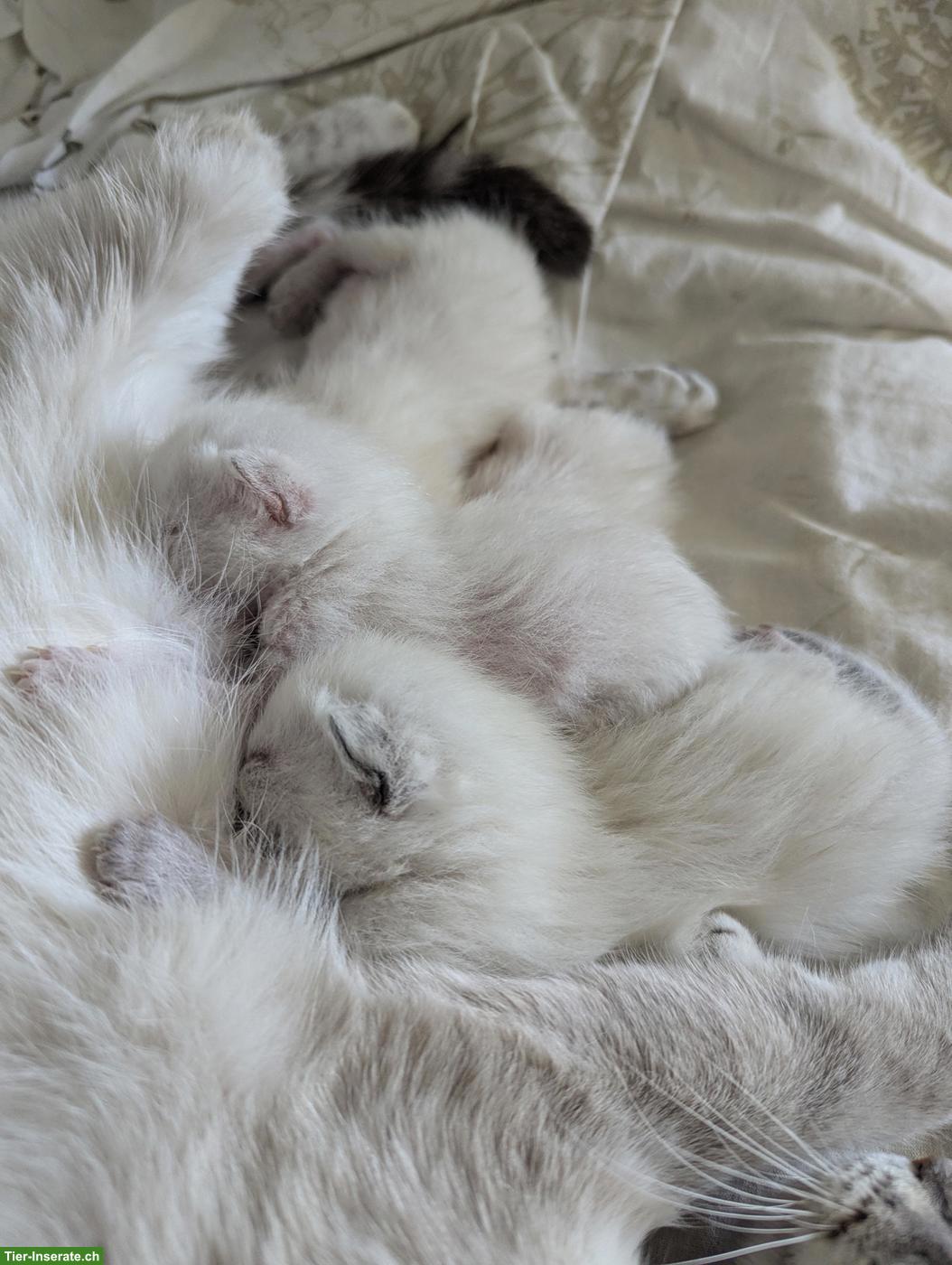 Bild 3: Siam Kitten suchen neues Zuhause mit Freigang