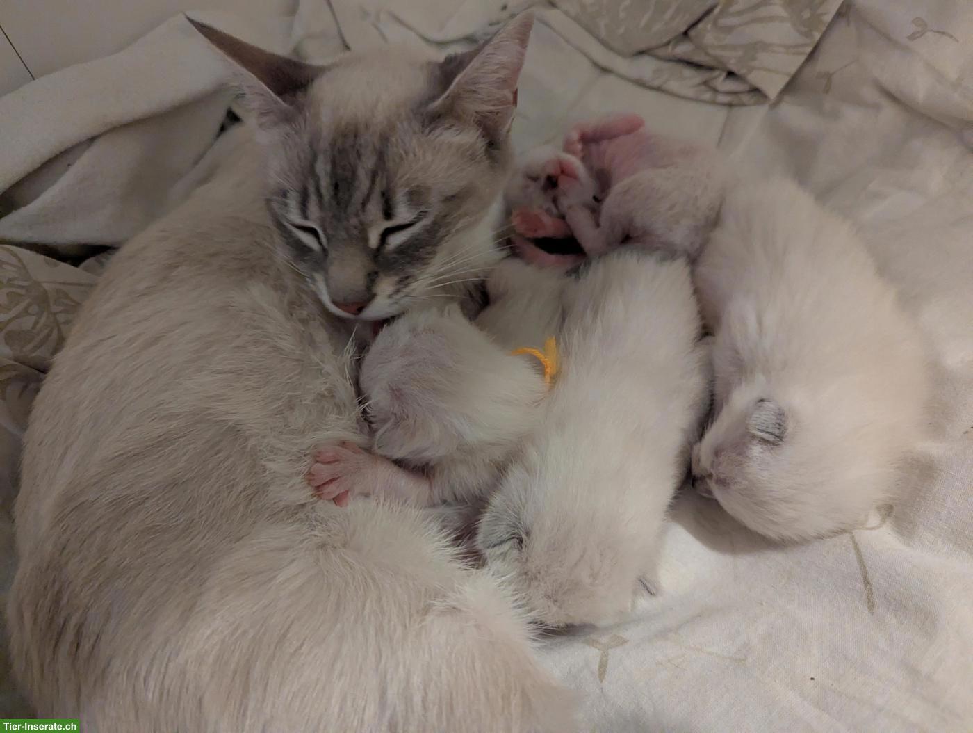 Bild 4: Siam Kitten suchen neues Zuhause mit Freigang