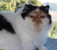 Perser Katze, kastriert, mit Stammbaum