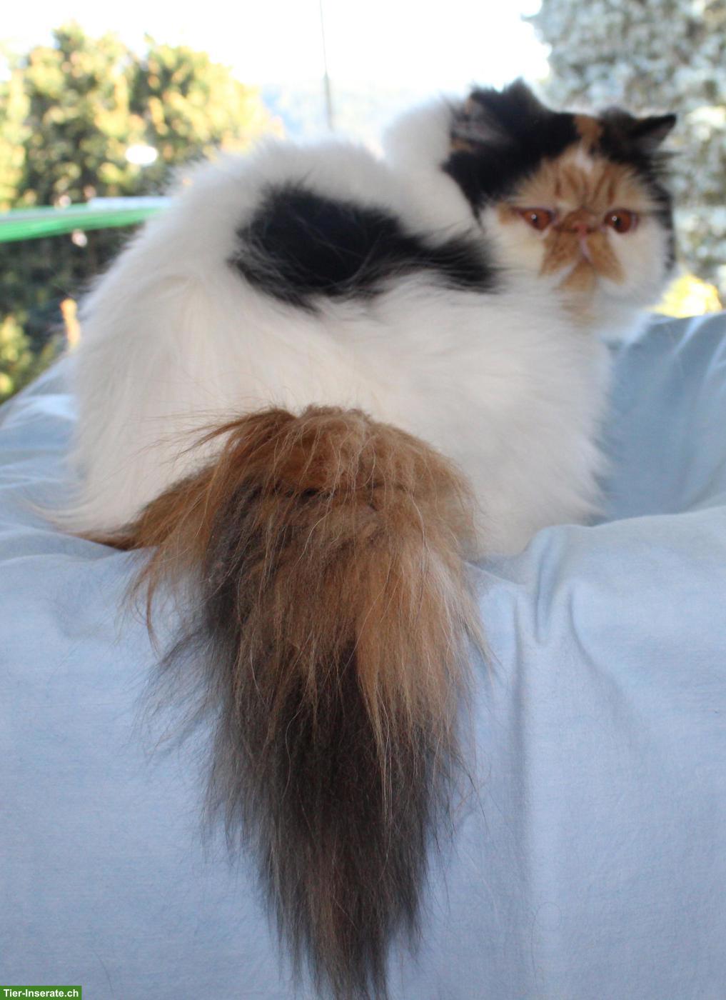 Bild 2: Perser Katze, kastriert, mit Stammbaum