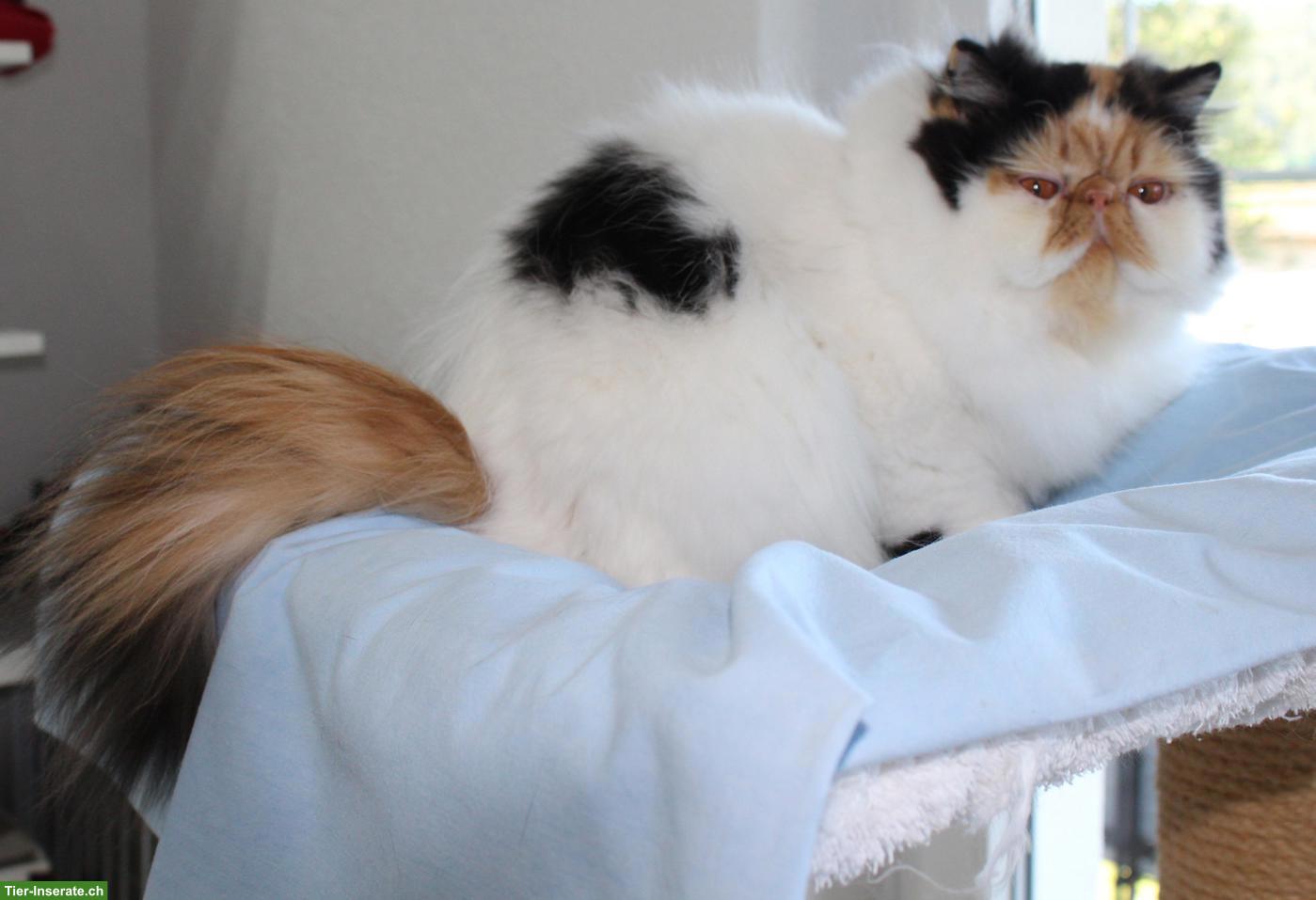 Bild 3: Perser Katze, kastriert, mit Stammbaum