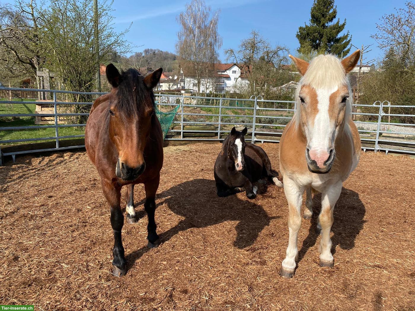 Pensionsplatz in Gruppenhaltung im Aargau