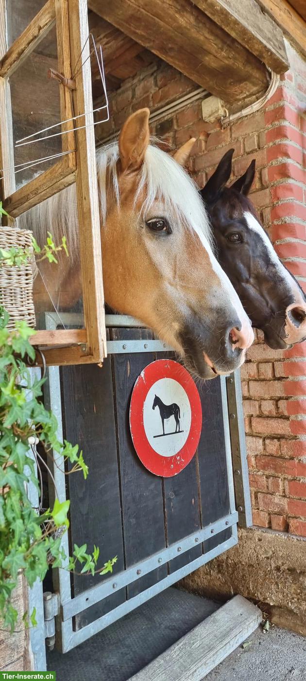 Bild 2: Pensionsplatz in Gruppenhaltung im Aargau