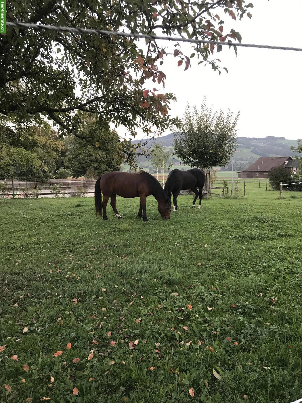 Bild 3: Pensionsplatz in Gruppenhaltung im Aargau