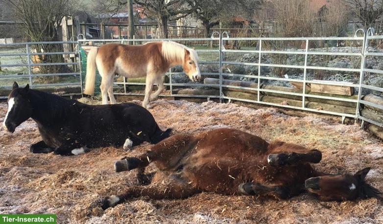 Bild 4: Pensionsplatz in Gruppenhaltung im Aargau