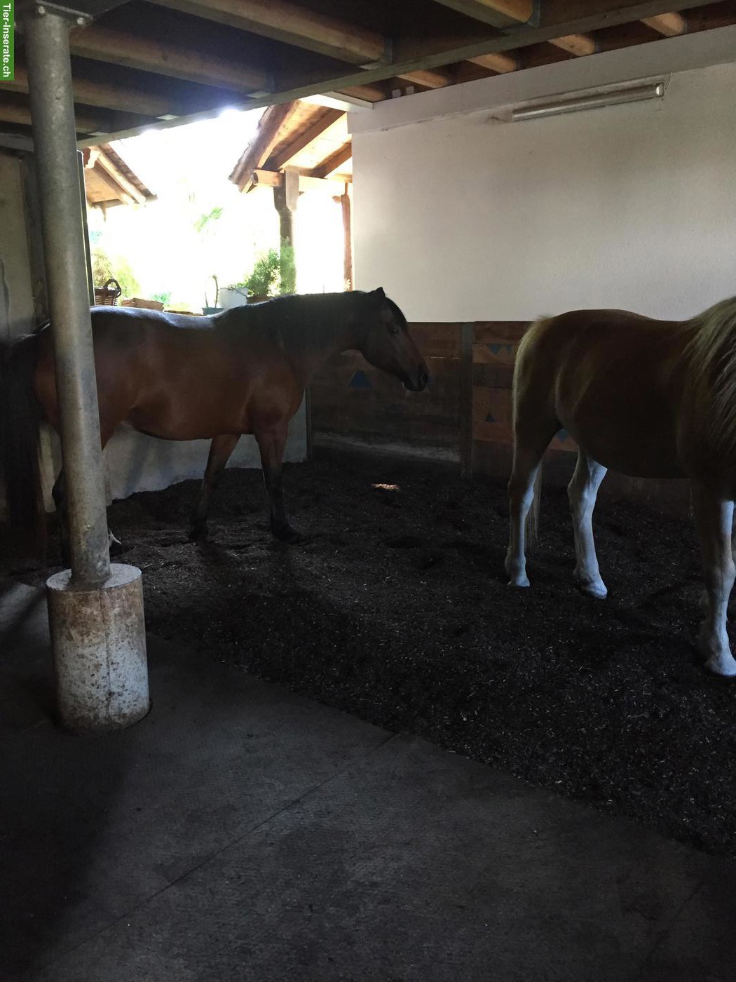 Bild 5: Pensionsplatz in Gruppenhaltung im Aargau