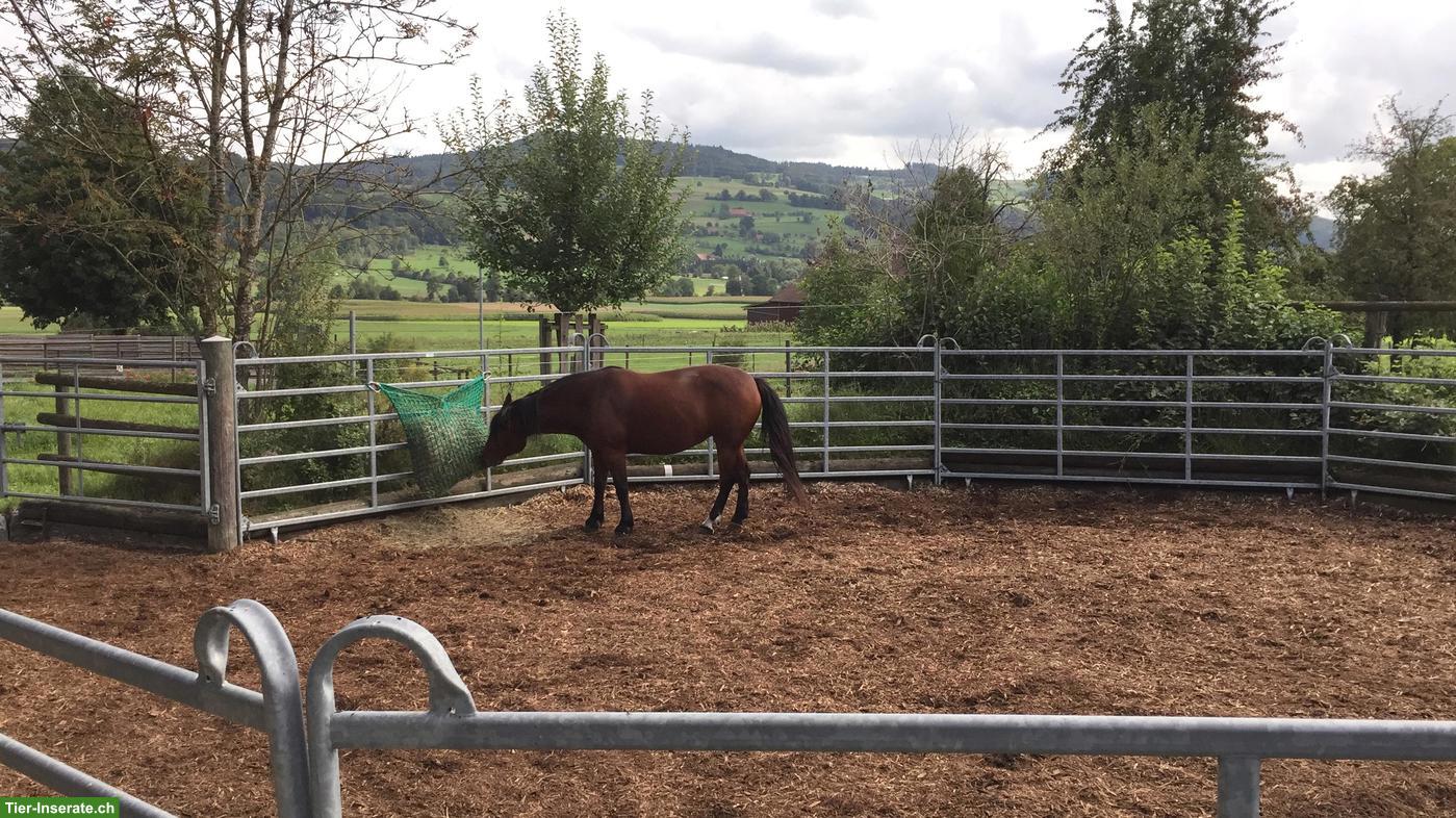 Bild 6: Pensionsplatz in Gruppenhaltung im Aargau