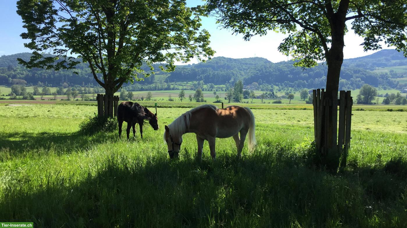 Bild 7: Pensionsplatz in Gruppenhaltung im Aargau